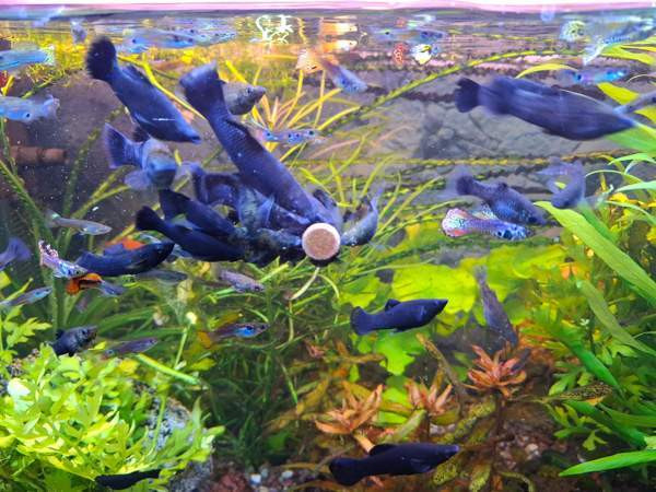 Mustamolli Tampere – foto 1