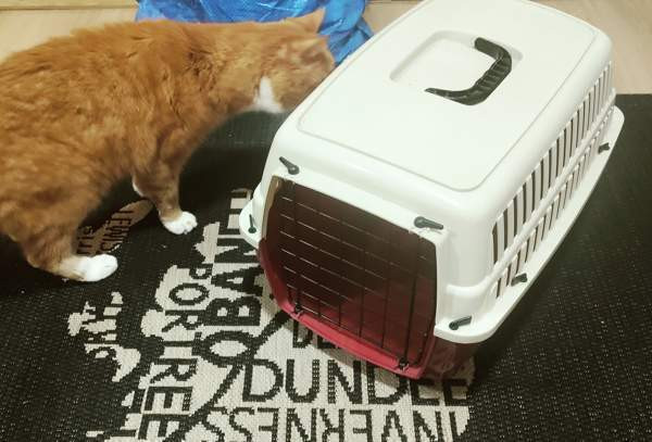 Kissan Kuljetuslaatikko Tampere - valokuva 1