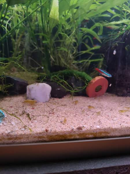 Keltaisia sukarapuja Tampere - valokuva 2