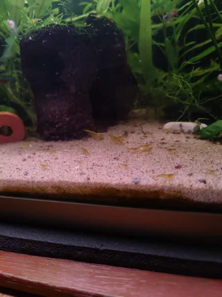 Keltaisia sukarapuja Tampere - valokuva 1