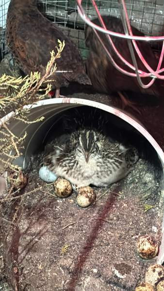 Viiriäisten siitosmunat Harjavalta – foto 6