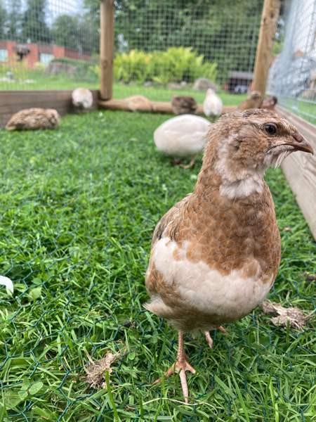 Viiriäisten siitosmunat Harjavalta – foto 1