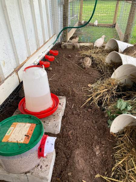 Viiriäisten siitosmunat Harjavalta – foto 3