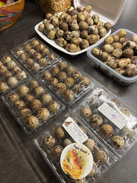 Viiriäisten siitosmunat Harjavalta – foto 2