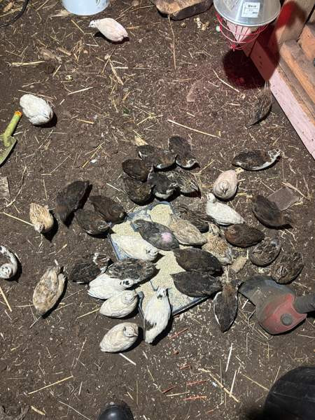 Viiriäisten siitosmunat Harjavalta – foto 5