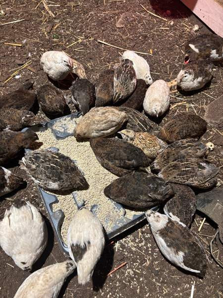 Viiriäisten siitosmunat Harjavalta – foto 4