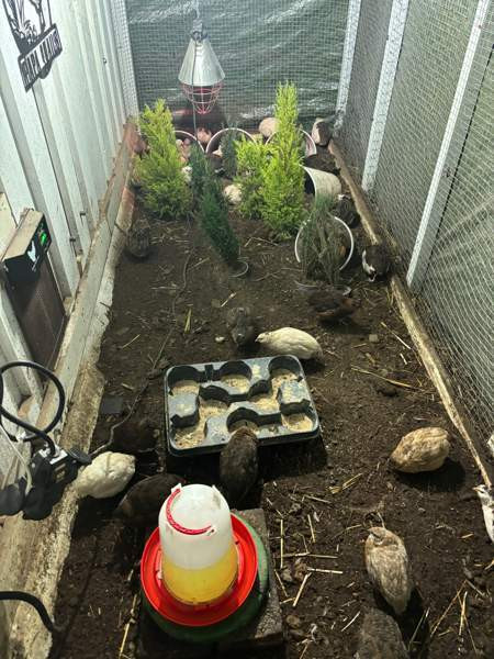 Viiriäisten siitosmunat Harjavalta – foto 8