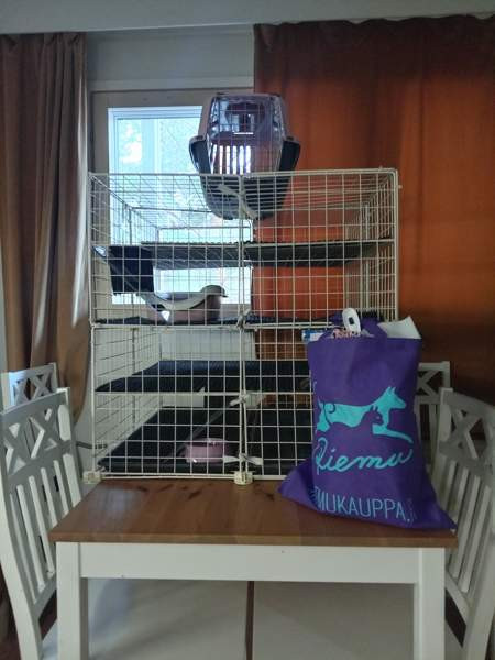 Afrikkalainen kääpiösiili Ювяскюля - изображение 5