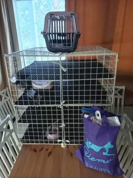 Afrikkalainen kääpiösiili Ювяскюля - изображение 6