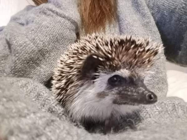 Afrikkalainen kääpiösiili Ювяскюля - изображение 2