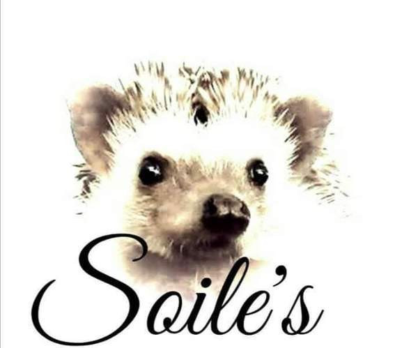 Afrikkalainen kääpiösiili Ювяскюля - изображение 4