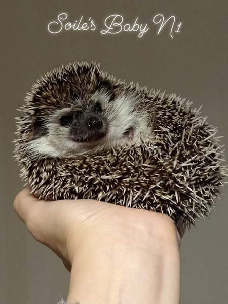 Afrikkalainen kääpiösiili Ювяскюля - изображение 1