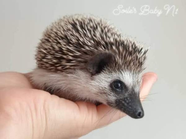 Afrikkalainen kääpiösiili Ювяскюля - изображение 3