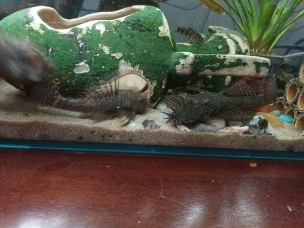 8  kpl Partamonneja Хамина - изображение 4