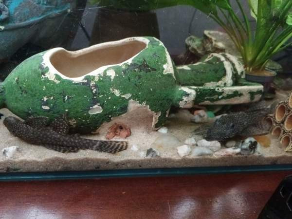 8  kpl Partamonneja Хамина - изображение 1