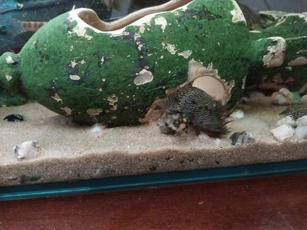 8  kpl Partamonneja Хамина - изображение 3