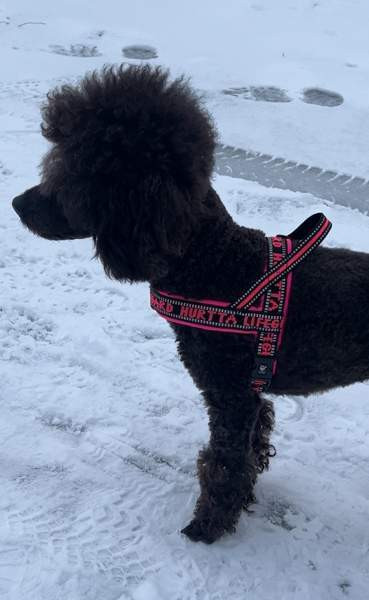 Hurtta lifeguard valjaat 35 Tampere - valokuva 3