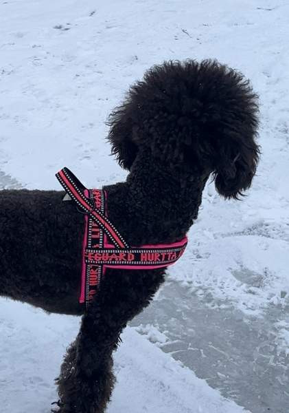 Hurtta lifeguard valjaat 35 Tampere - valokuva 2