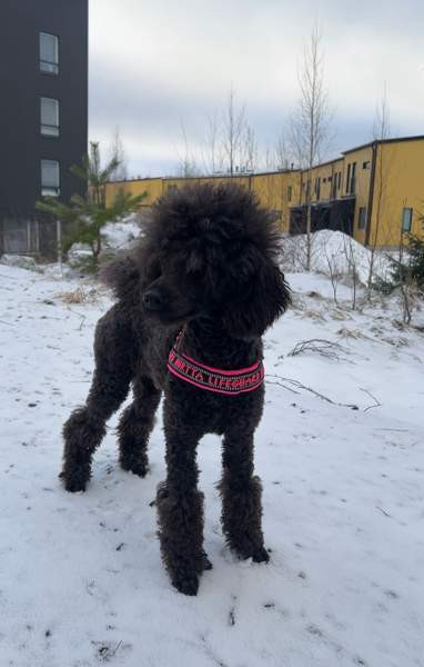 Hurtta lifeguard valjaat 35 Tampere - valokuva 1