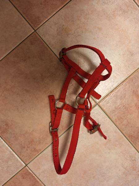 Riimu pony / varsa Vantaa - photo 1