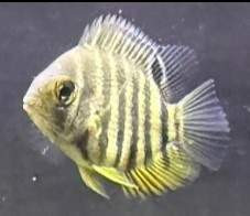 Red shoulder severum poikasia!! Loviisa – foto 1