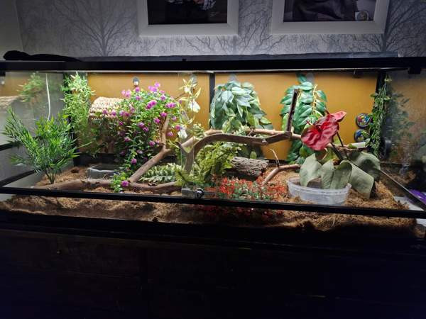 Viljakäärme tarvikkeineen Aura - изображение 2