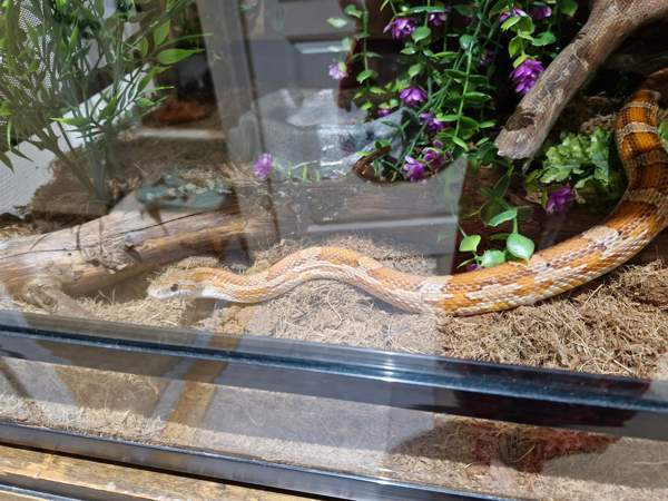 Viljakäärme tarvikkeineen Aura - изображение 1