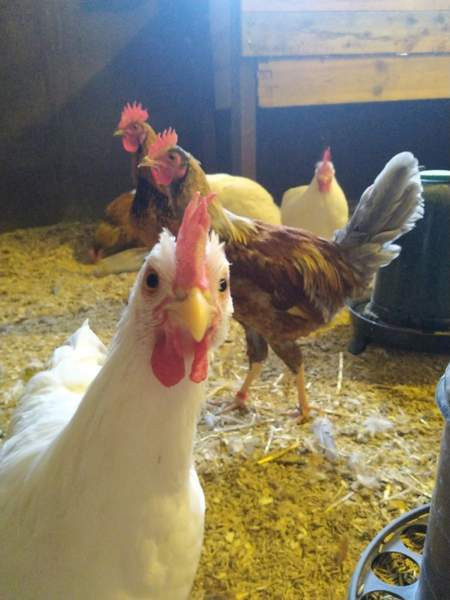 Savitaipaleenkanakannan kukkoja Lemi - photo 1