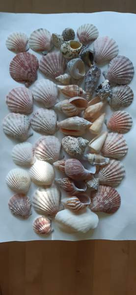 Simpukankuoria 44 kpl, 482 g Tampere - photo 1