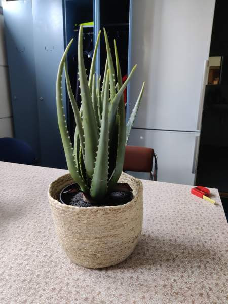 Muovinen kaktus Валкеакоски - изображение 2