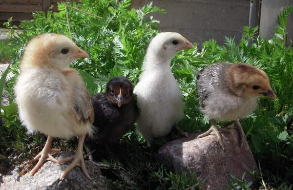 Maatiaiskanoja ja siitosmunia Paimio - photo 2