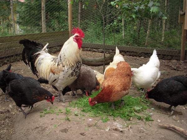 Maatiaiskanoja ja siitosmunia Paimio - photo 1