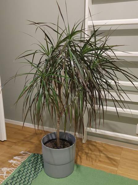 Reunustraakkipuu Nurmijaervi - photo 1