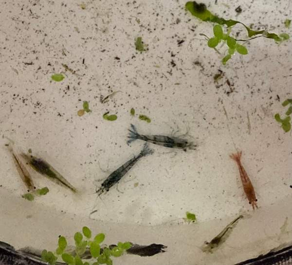 Sukarapuja neocaridina Turku - valokuva 1