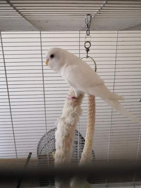 Undulaatti Vantaa - photo 4