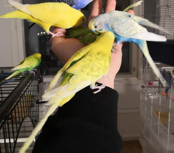 Undulaatti Vantaa - photo 1