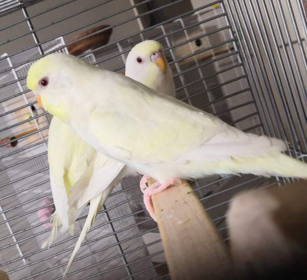 Undulaatti Vantaa - photo 3