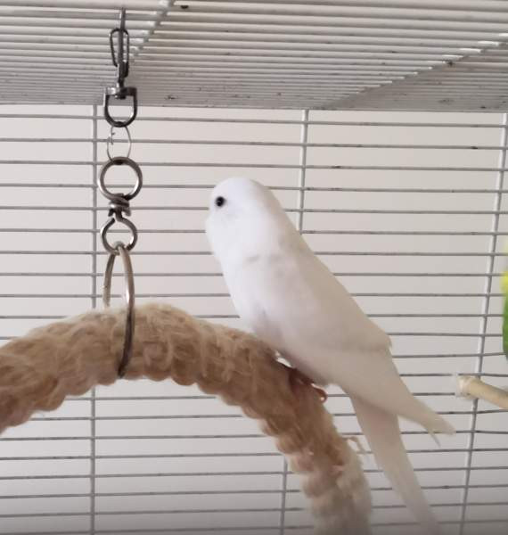 Undulaatti Vantaa - photo 2