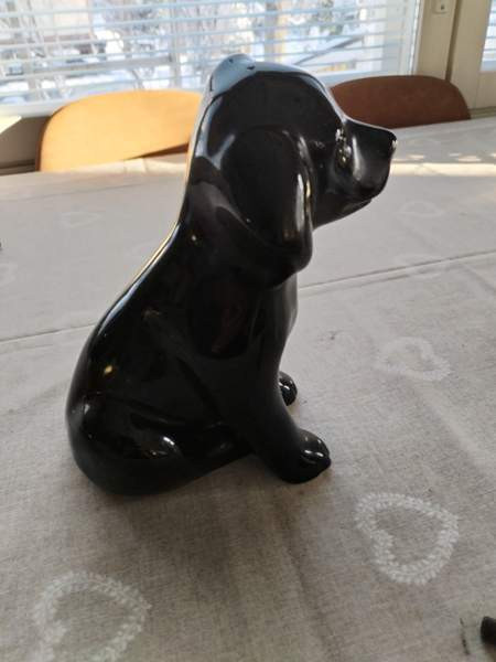 Labrarador -patsas Vaasa - photo 2