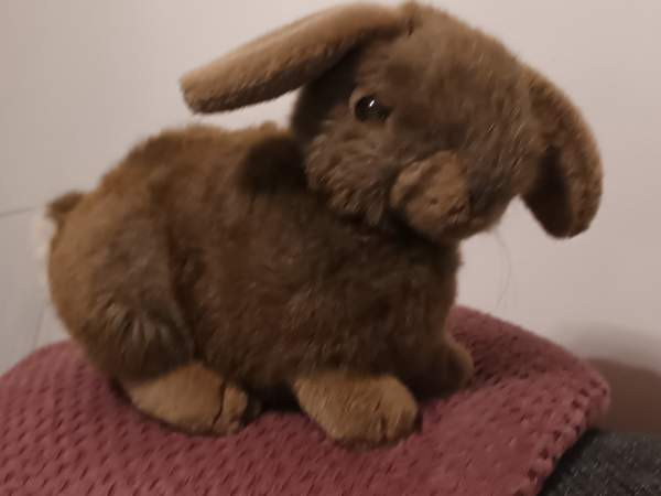 Söpö pehmo pupu Vantaa - photo 1