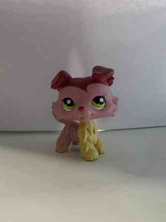 LPS collie Säkylä
