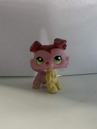 LPS collie Säkylä - photo 1