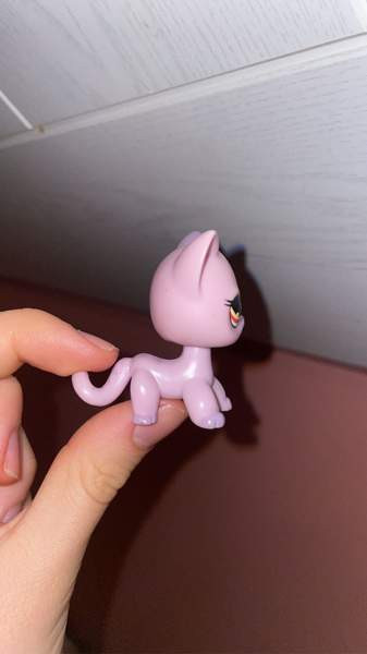 Hyvässä kunnissa oleva seisova lps kissa. Коувола - изображение 2