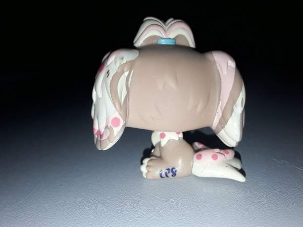 Lps Lhasa apso Jyvaeskylae – foto 2