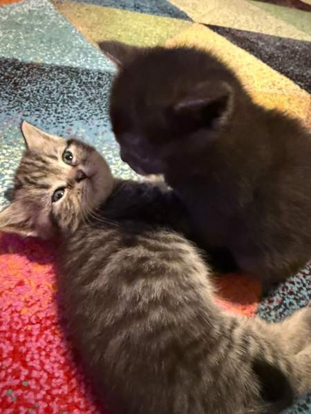 Kissanpentuja Helsinki - изображение 2