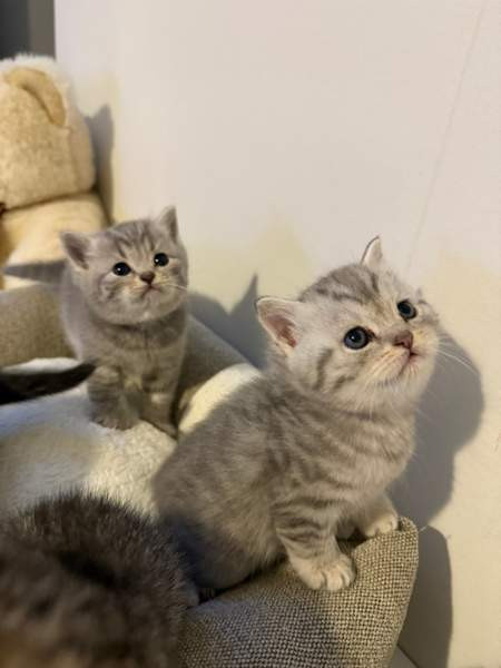 Kissanpentuja Helsinki - изображение 6