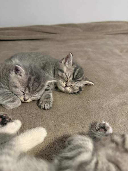 Kissanpentuja Helsinki - изображение 1