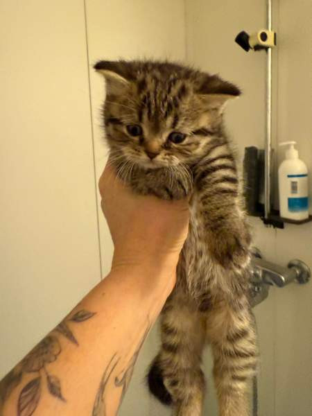 Kissanpentuja Helsinki - изображение 8