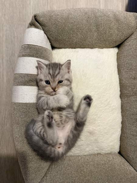 Kissanpentuja Helsinki - изображение 3