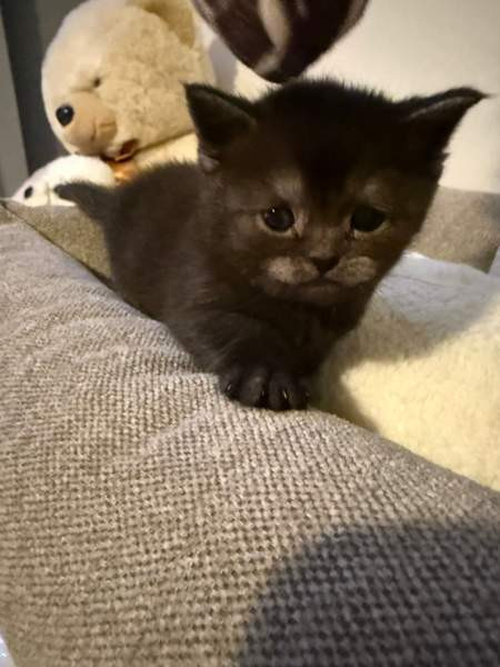 Kissanpentuja Helsinki - изображение 4